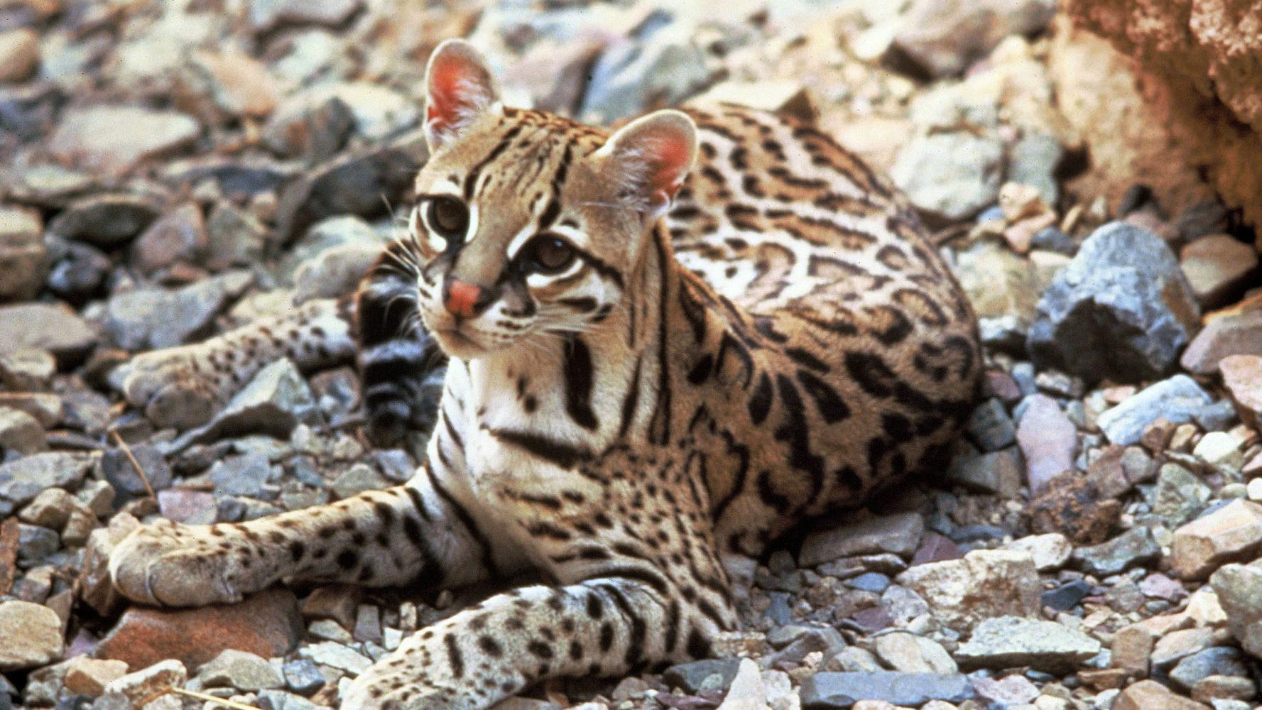 Deal aims to prevent deaths of endangered ocelots in Arizona